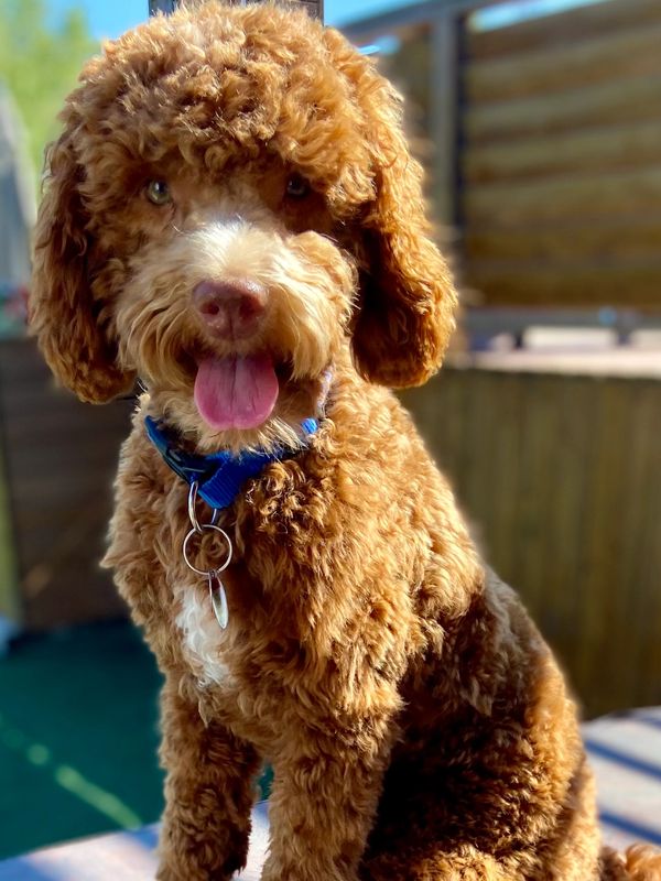 Caniche Nelson 17 livres mâle reproducteur