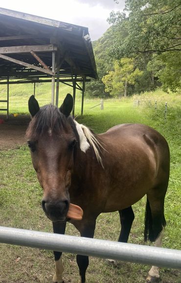 A brown horse playfully sticks out its tongue in a green paddock.