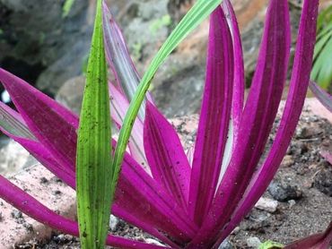 Magenta: the color of the first etheric chakra