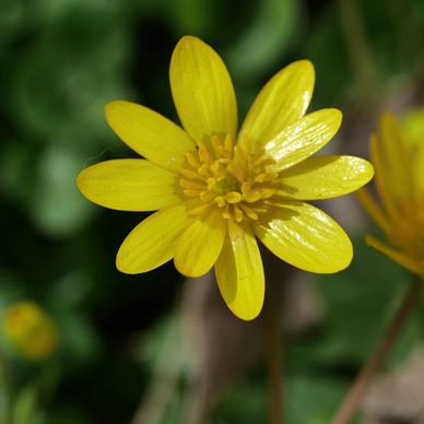 Close-up of vibrant yellow flowers in natural light.