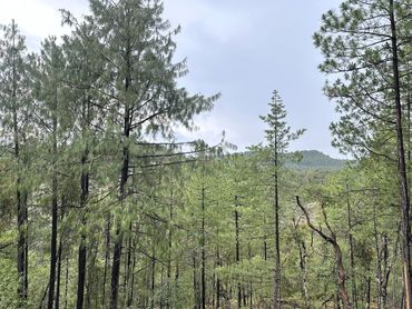 Bosque en Durango México