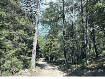 Camino en la zona serrana de Durango Mx