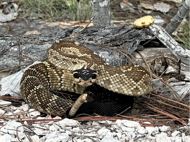 Víbora de cascabel endémica de durango Mx