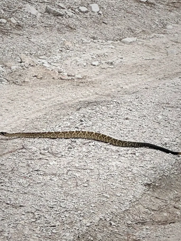 Víbora de cascabel de Durango México