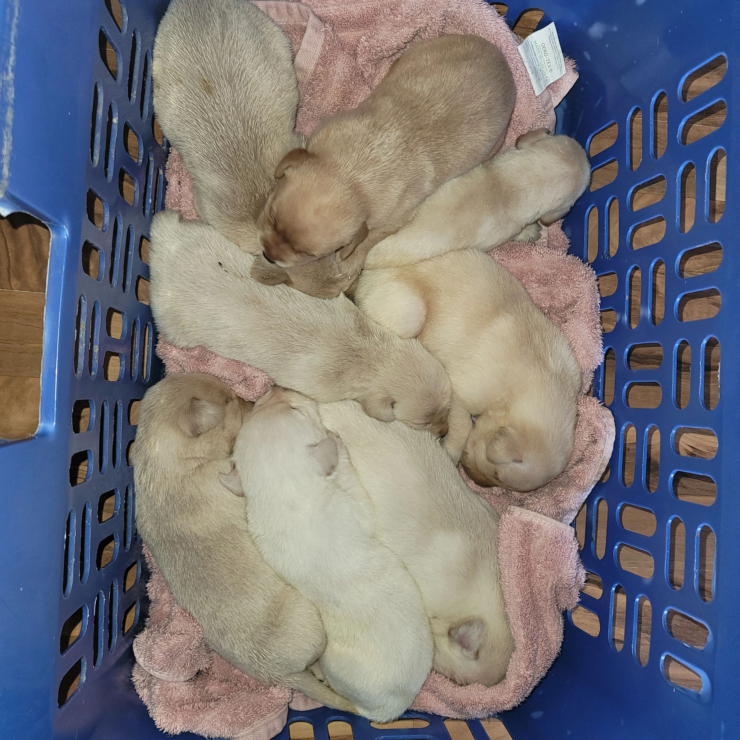 AKC Labrador Retriever Puppies males and females ready for homes 1st week in April 2022, get yours r