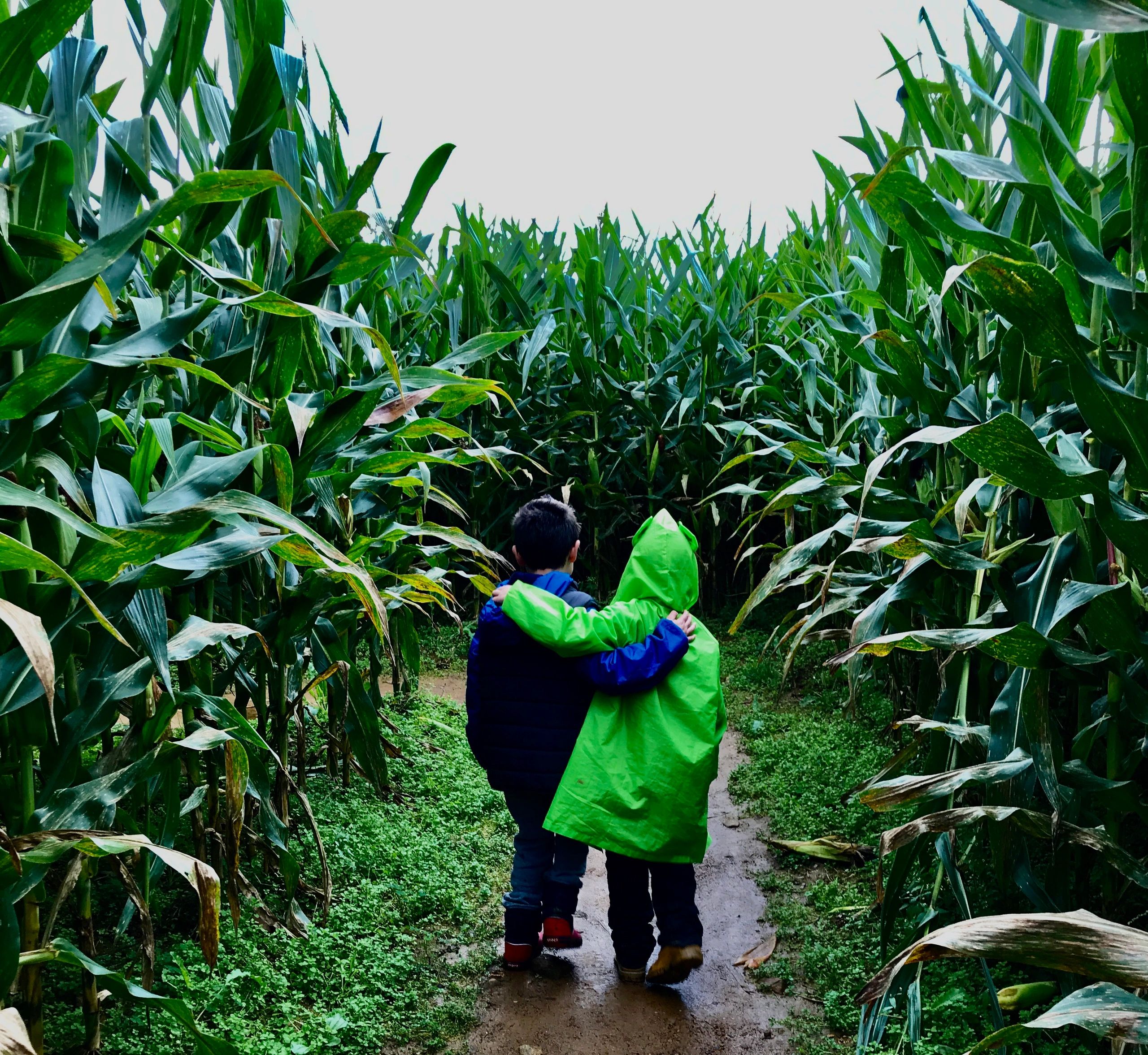 Boys walking arm in arm in a corn maze at Alstede Farms in New Jersey. Photo by Francesca Di Meglio