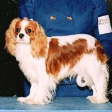 Our first litter of Cavalier King Charles Spaniel puppies (the "A" litter) was born in 
