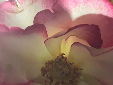 Back lit rose
