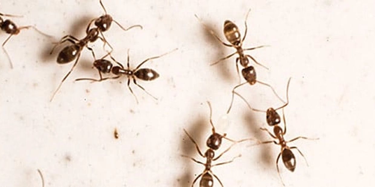 Pavement Carpenter Ants