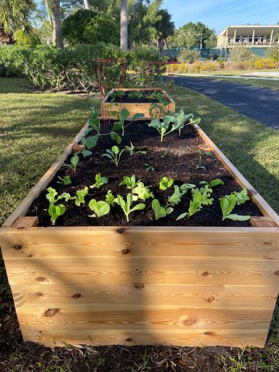 Raised Garden Beds