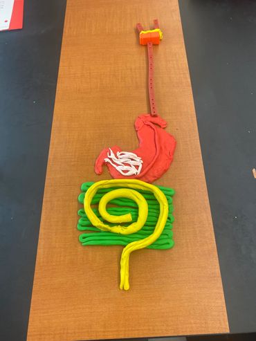 Dominion Youth STEM lab creating Playdoh digestion system of esophogas, stomach, and intestines