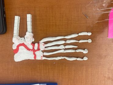 Foot and ankle  PlayDoh skeleton