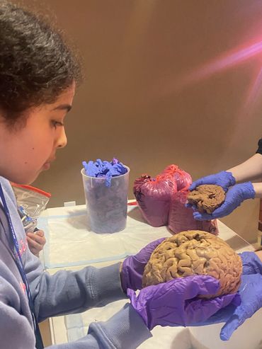 Dominion Youth STEM Student holding a brain