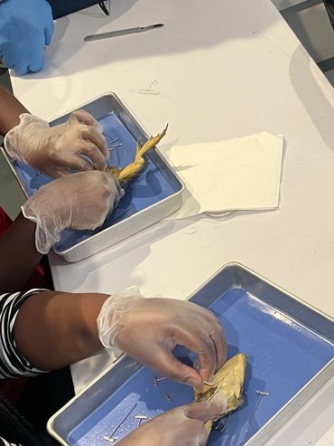 Dominion Youth Student dissecting a frog