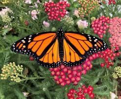 A vibrant monarch butterfly perched on colorful flowers.