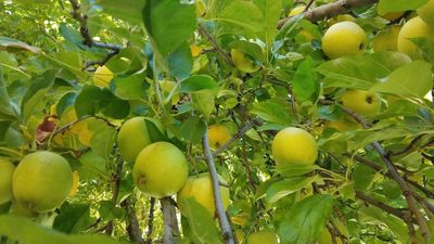 Green-yellow apples growing on a tree with lush leaves.