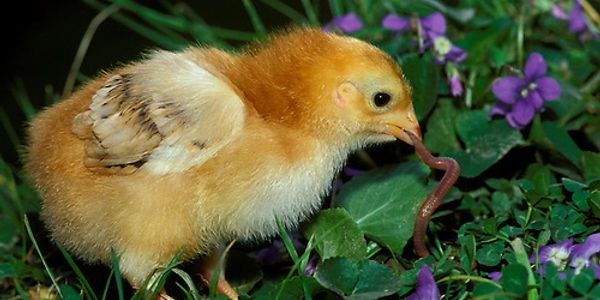chick eating