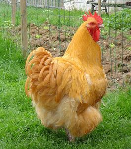 yellow chicken