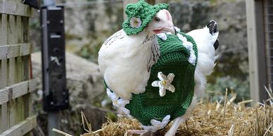chicken in crochet dress and hat