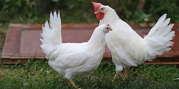 two white chickens