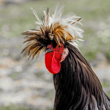 chicken with hair