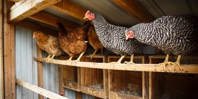hens in coop