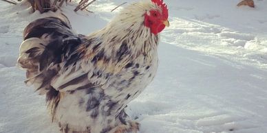 chicken in snow