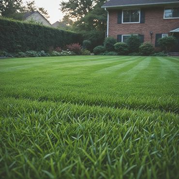 A freshly cut on in front of someone's house