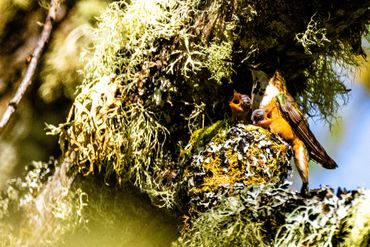 A bird feeding its chicks in a nest covered with moss and lichen.
