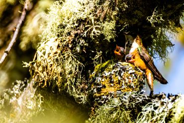 A bird feeding its chick in a nest covered with moss and lichen.