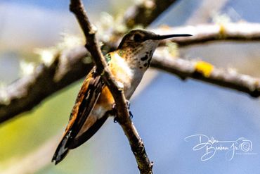 A hummingbird perched on a branch with a blurred natural background.