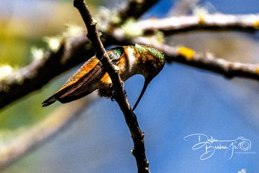 A colorful hummingbird perched on a tree branch against a blue sky.
