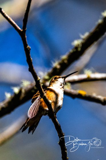 A small hummingbird perched on a branch against a blue sky.