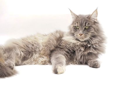A European Maine coon cat, Blue Tortie Tabby Female Maine Coon. From Russia and Poland