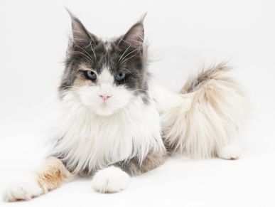 A European Maine coon cat, Blue Tortie with white (Calico) from Netherlands.