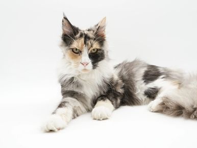 A European Maine coon cat, Black Smoke Tortie from Italy. Female Maine Coon