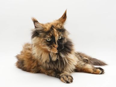 A European Maine coon cat Black Tortie with orange markings, Female Maine Coon from Russia and Italy