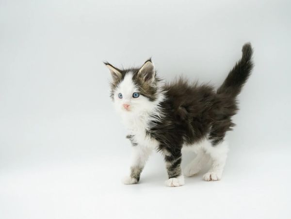 Rare maine coon coloring kitten for sale, Male Tortie Maine Coon, Male Calico Maine Coon for Sale
