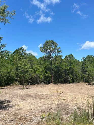 Cleared land surrounded by dense trees under a bright blue sky.
