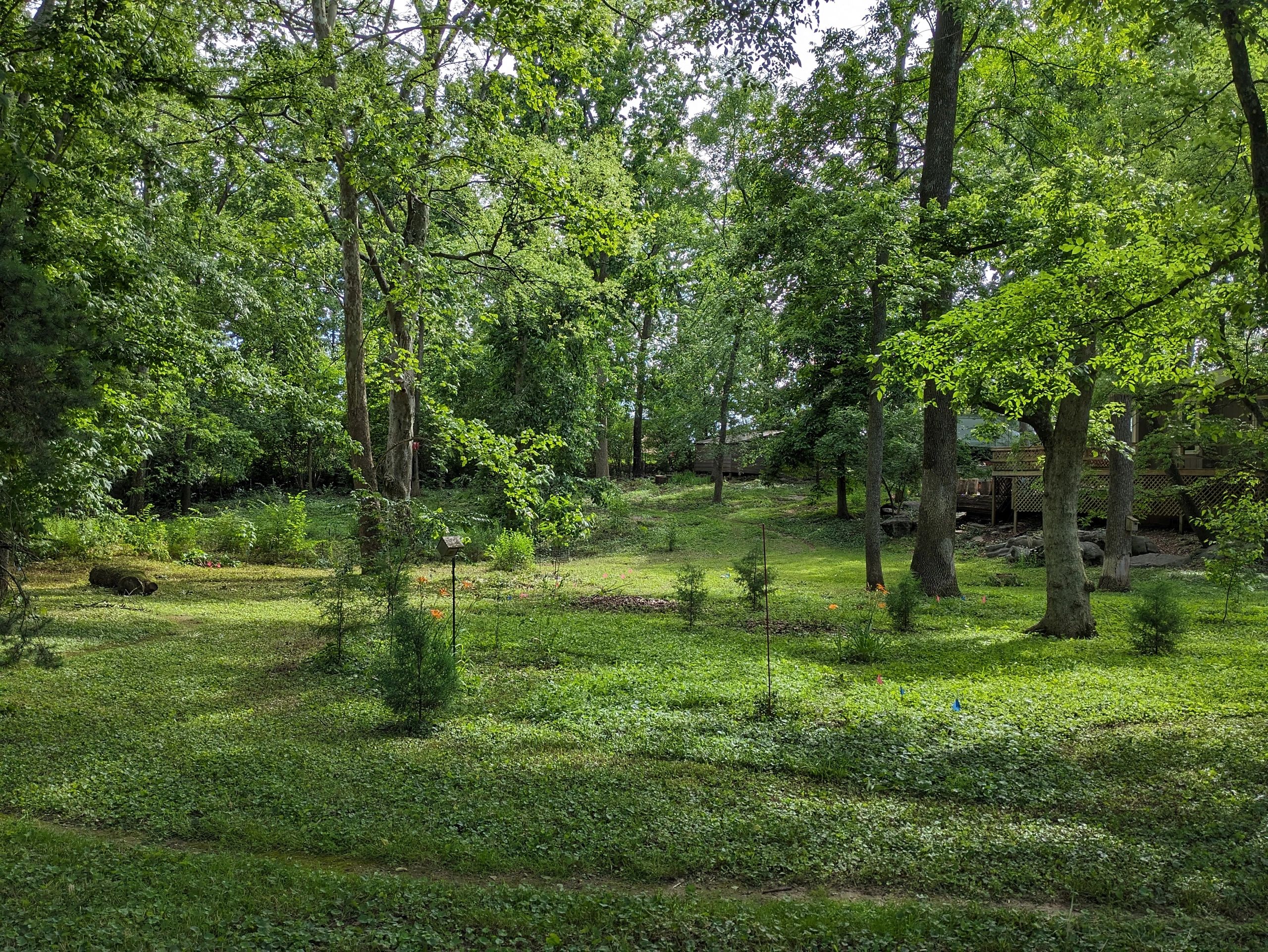 Black Fox Hollow, named after Cherokee chief Black Fox, is 1.5 acres we have worked to return to its