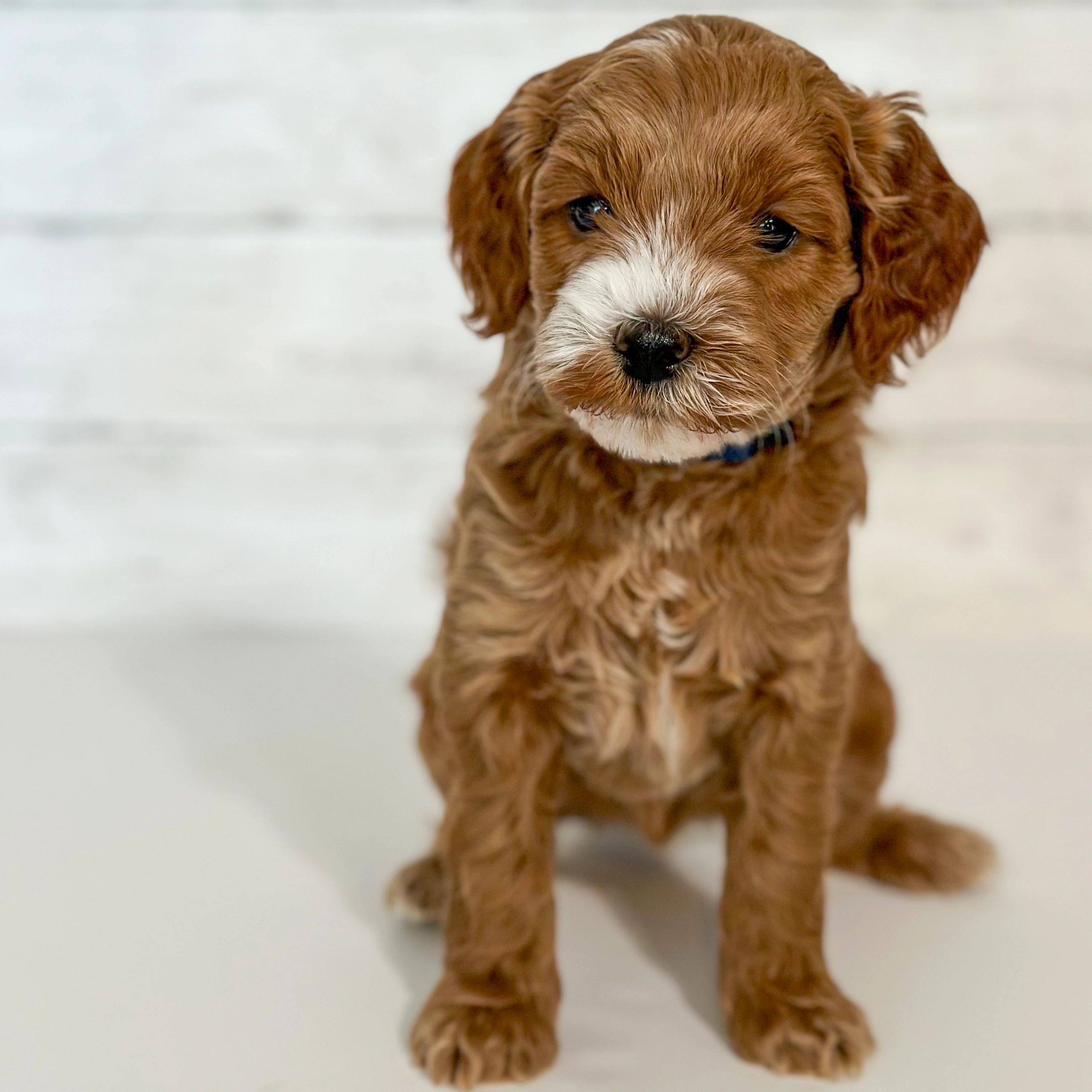 Close-up of a brown puppy with white markings.