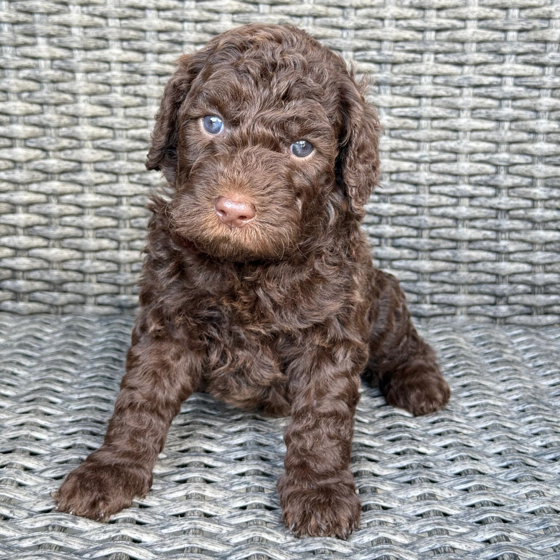 Close-up of a brown curly-haired puppy with blue eyes.