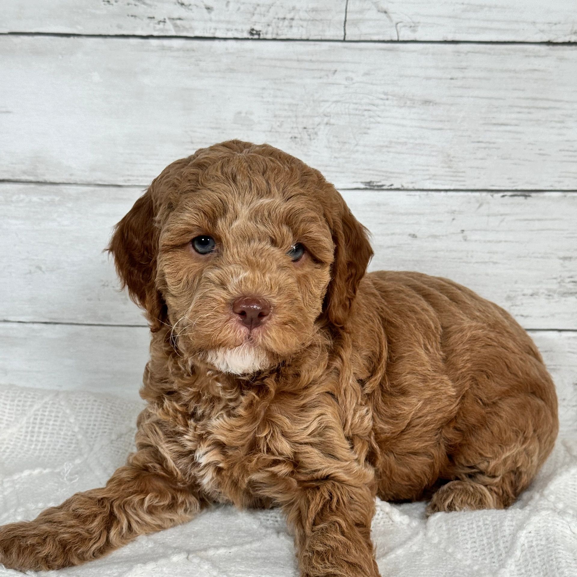 Curly brown puppy lying down.