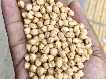kabuli chickpeas lalitpur wholesale mandi madhya pradesh