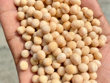 white peas canada matar, yellow peas imported