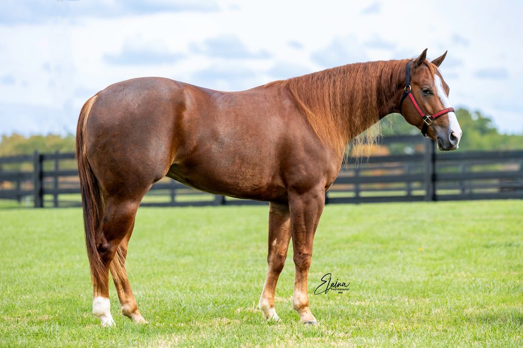 A chestnut horse with white markings standing in a grassy field.
