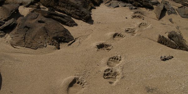 Bear tracks on the beach in Katmai National Park
