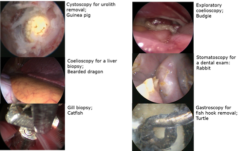exotics endoscopy