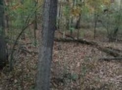 A picture of the timber wood tree