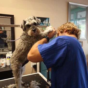 Dog groomer trims a mini schnauzers stomach fur